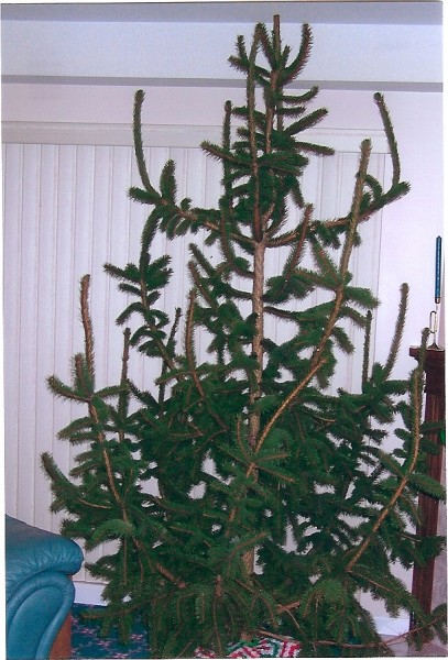 Our blowdown mugo pine Christmas tree