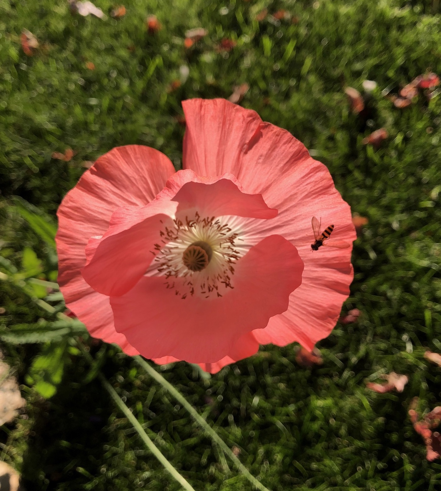 The Flower Sermon When One Blossom is Worth 10,000 Words Mike Mason